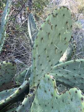 Image of Opuntia pyrocarpa Griffiths