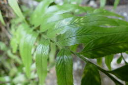 Image of Asplenium lepidotum Perrie & Brownsey