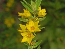 Слика од Lysimachia punctata L.