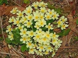 Image of Primrose