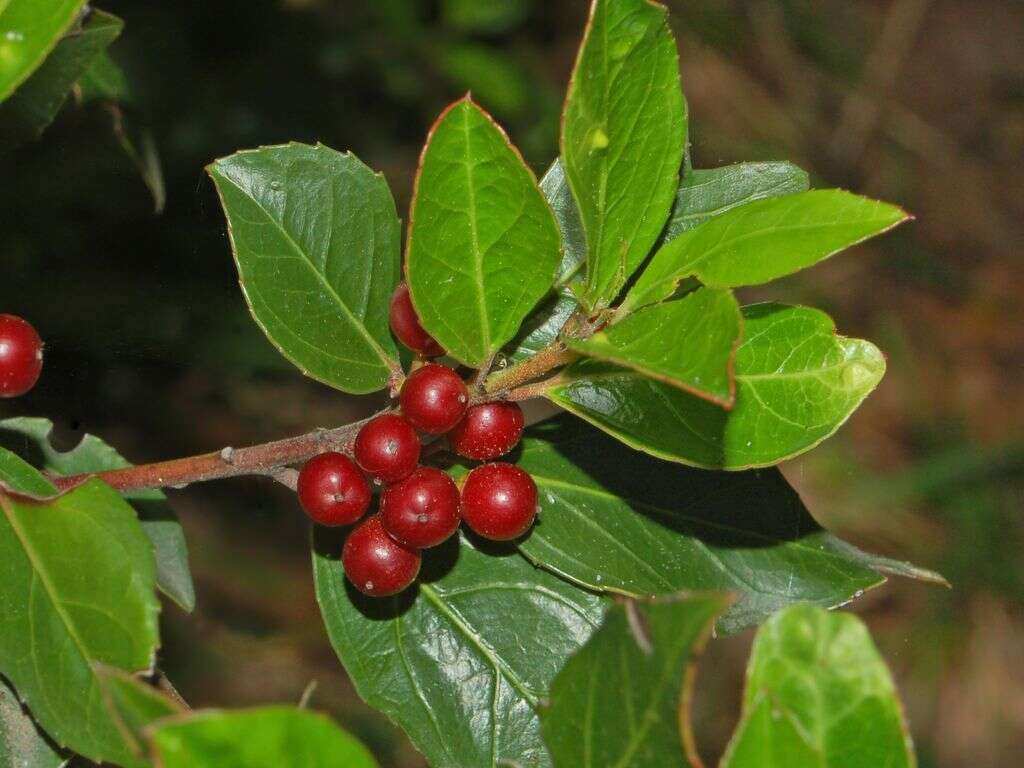 Image of Italian buckthorn