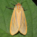 Image de Afromurzinia lutescens (Walker 1855)