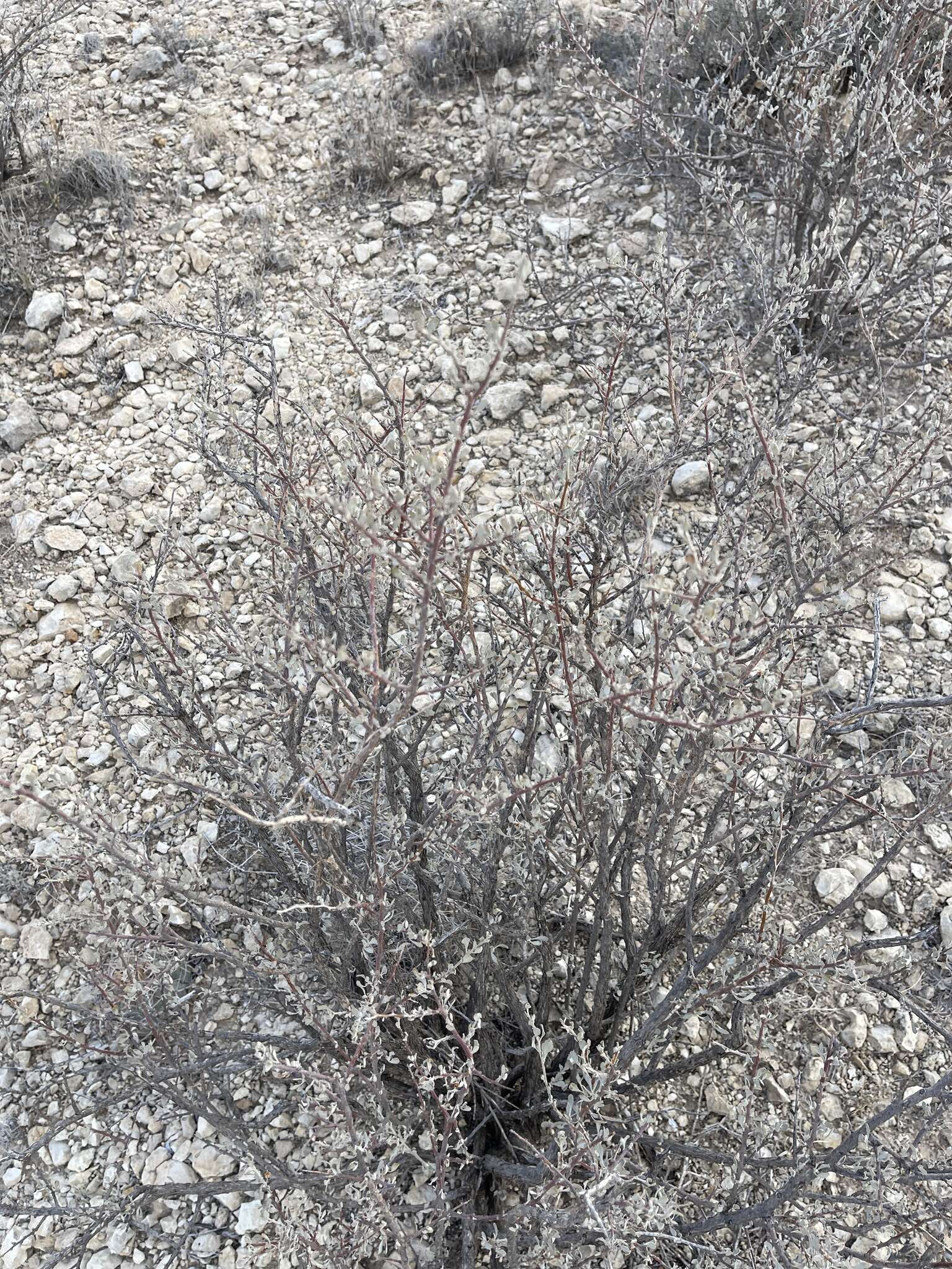 Image of Big Bend barometerbush