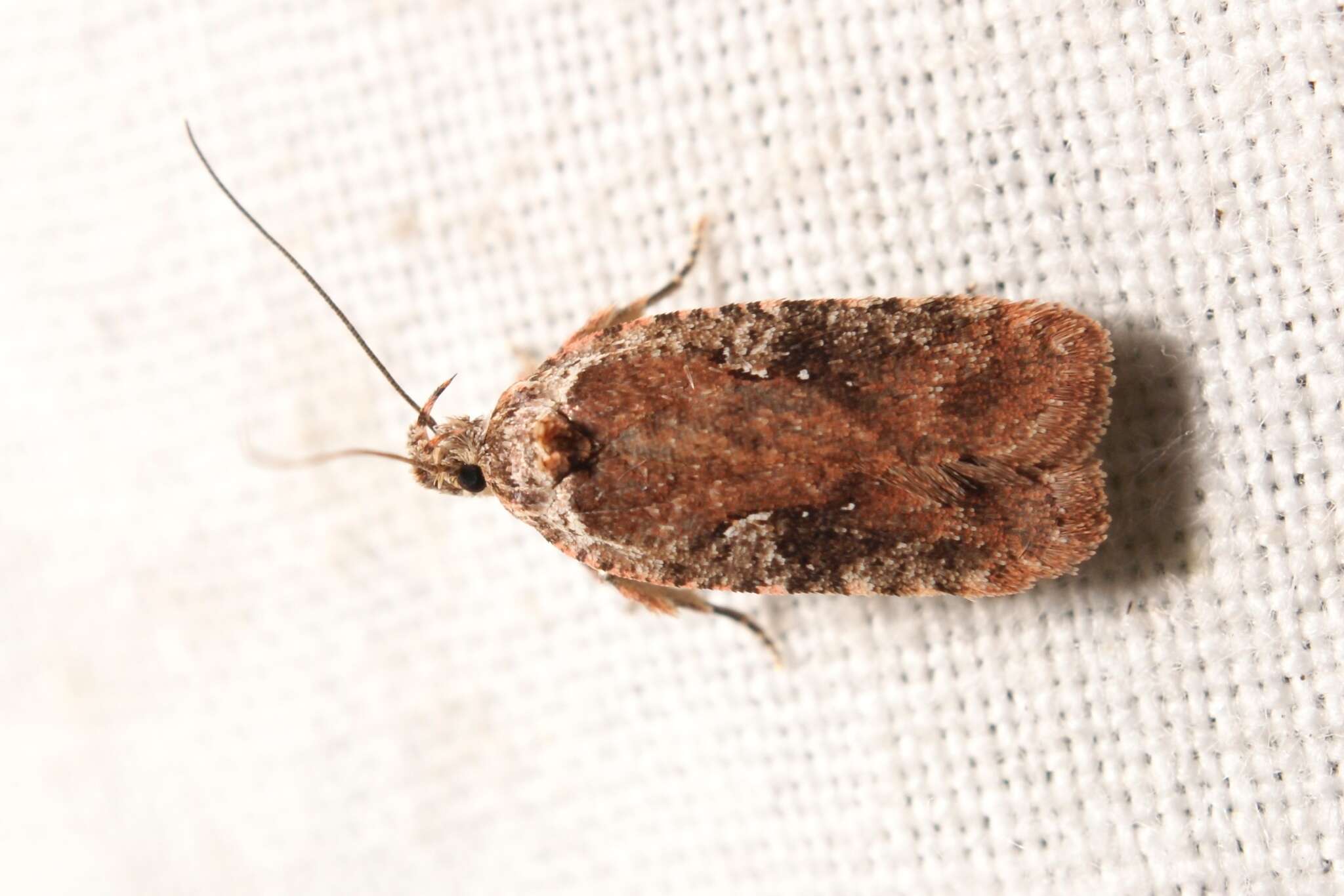 Image of Agonopterix purpurea Haworth 1812