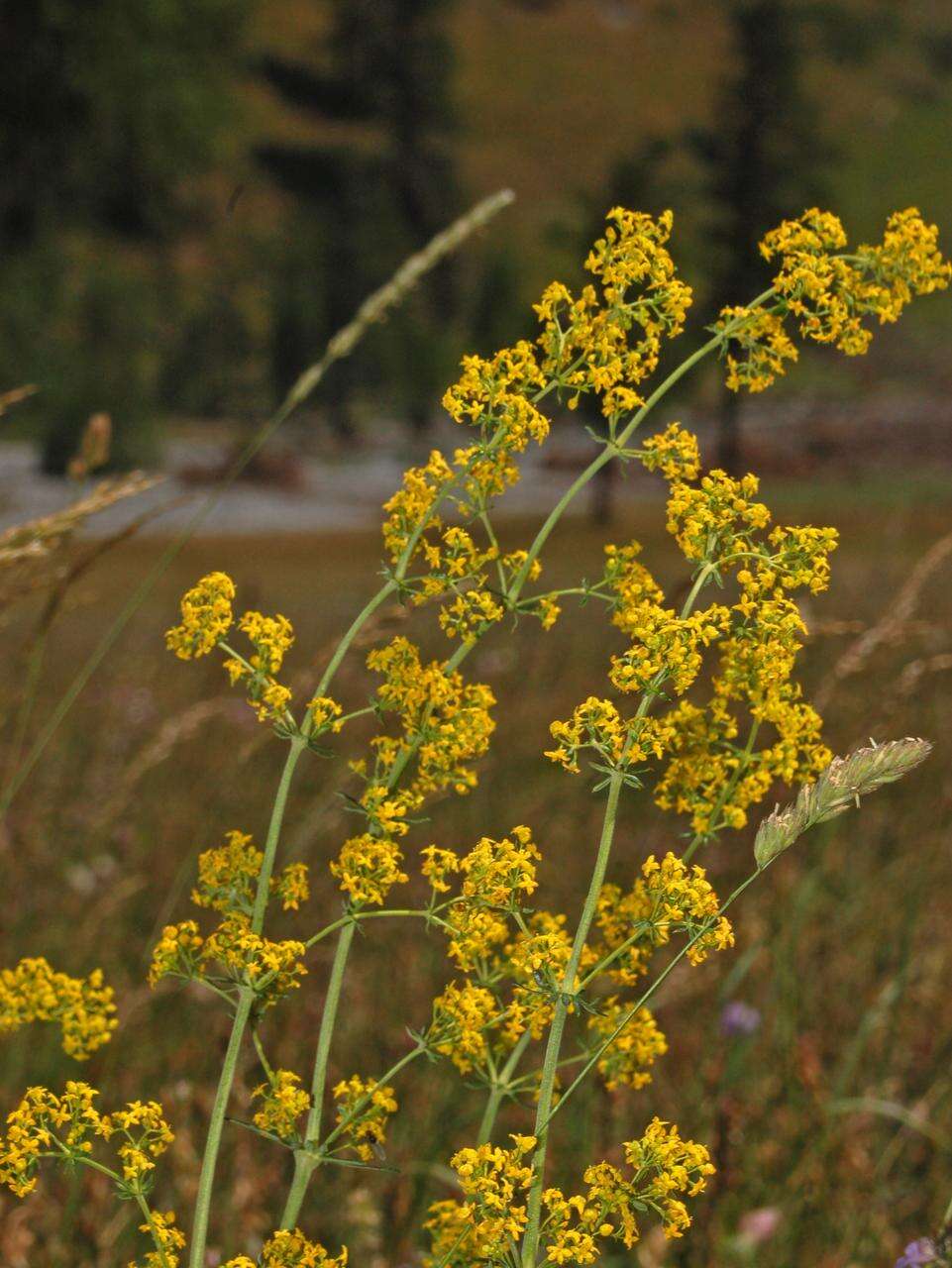 Image of Lady's Bedstraw