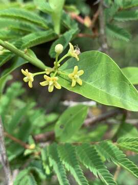 Image of Secamone parvifolia (Oliv.) Bullock