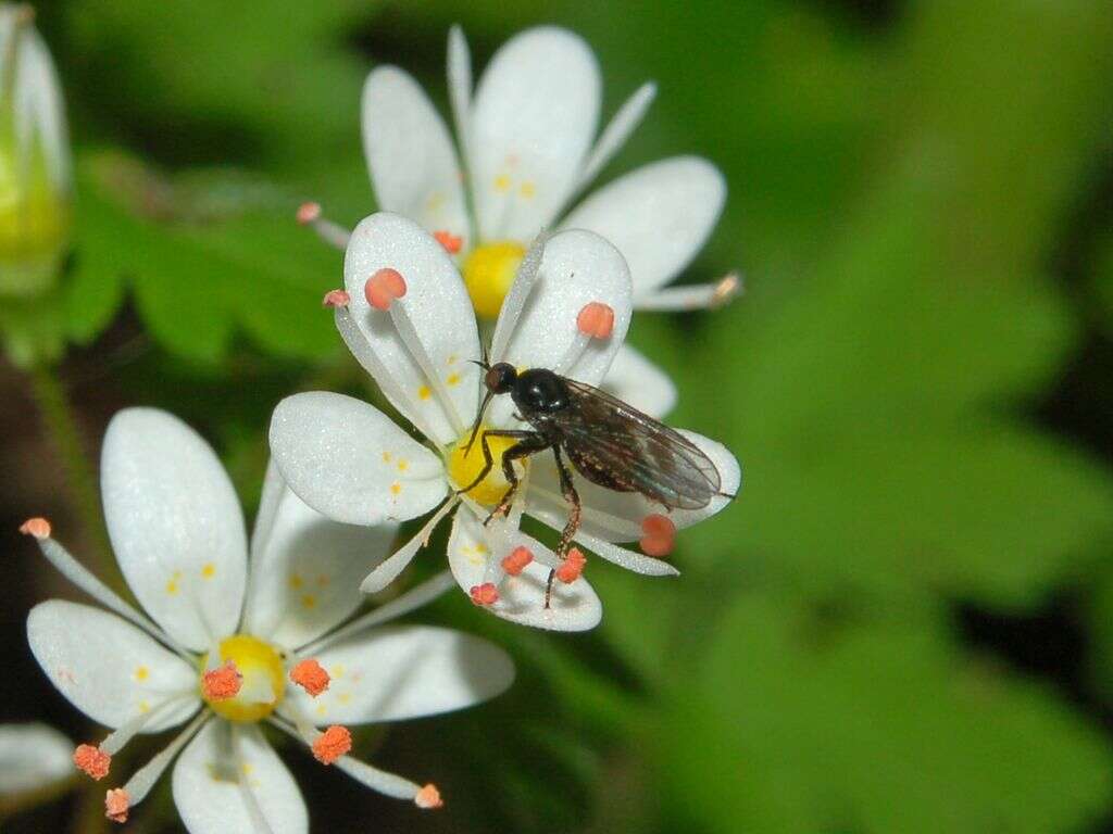 Image of Saxifraga cuneifolia L.