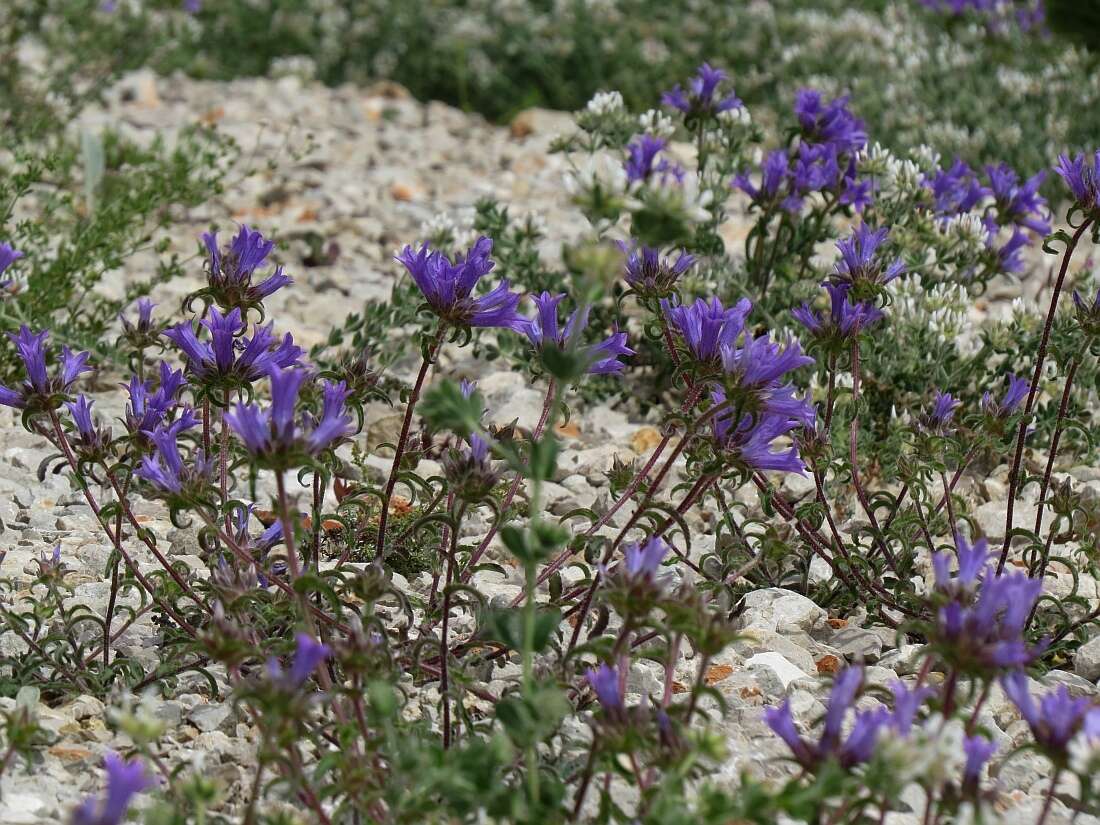 Imagem de Campanula lingulata Waldst. & Kit.