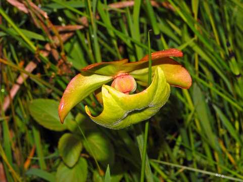 Image of purple pitcherplant