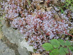 Image of Sedum caeruleum L.