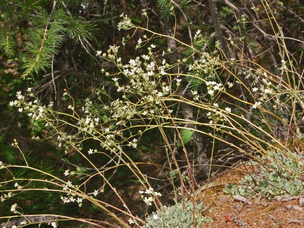 Image of Livelong Saxifrage