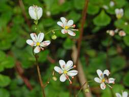 Image of Saxifraga cuneifolia L.