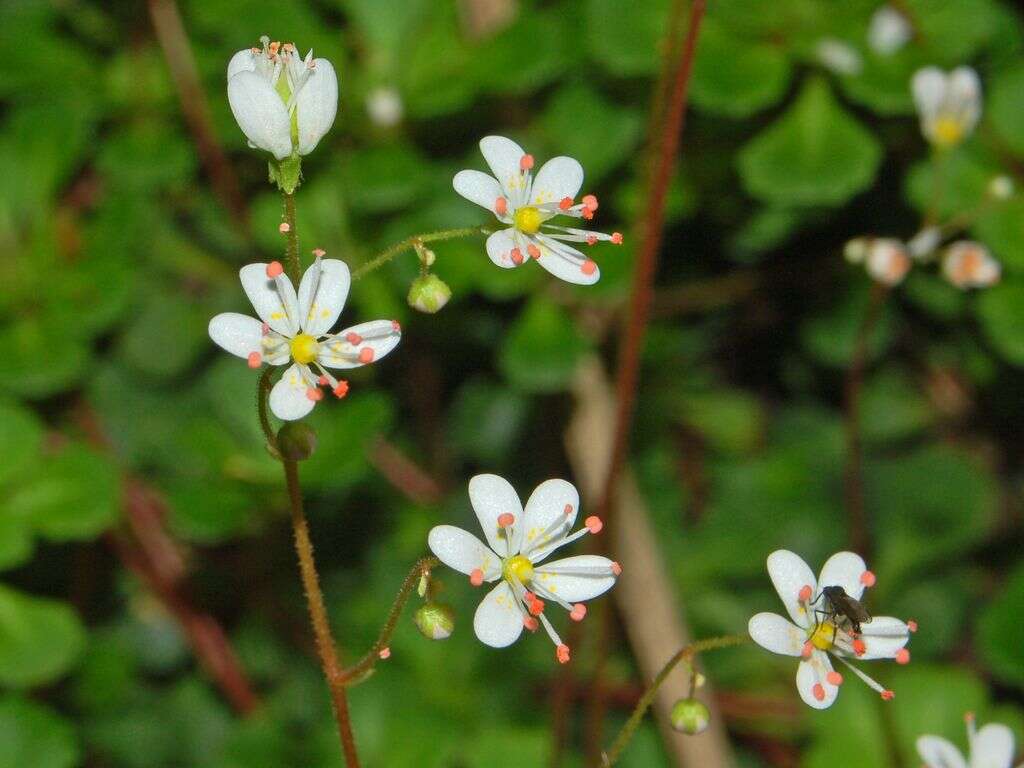 Image of Saxifraga cuneifolia L.