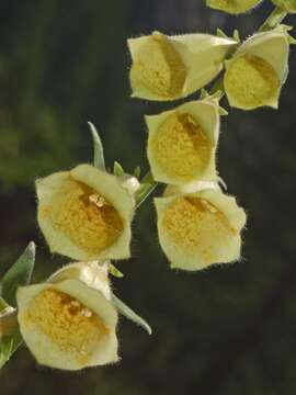 Imagem de Digitalis grandiflora Mill.