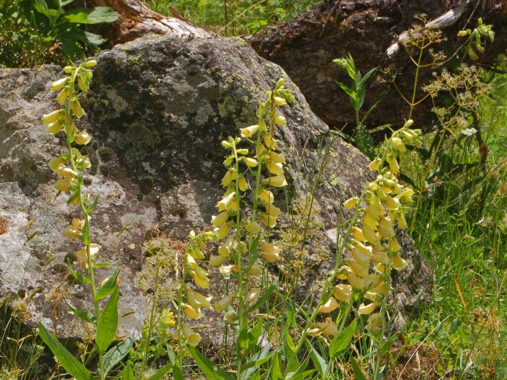 Imagem de Digitalis grandiflora Mill.