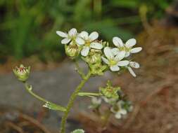 Image of Livelong Saxifrage