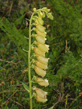 Imagem de Digitalis grandiflora Mill.