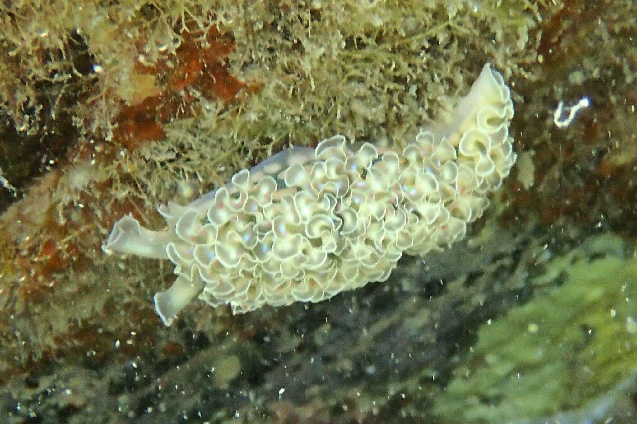 Image of lettuce sea slug