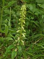 Imagem de Digitalis lutea L.