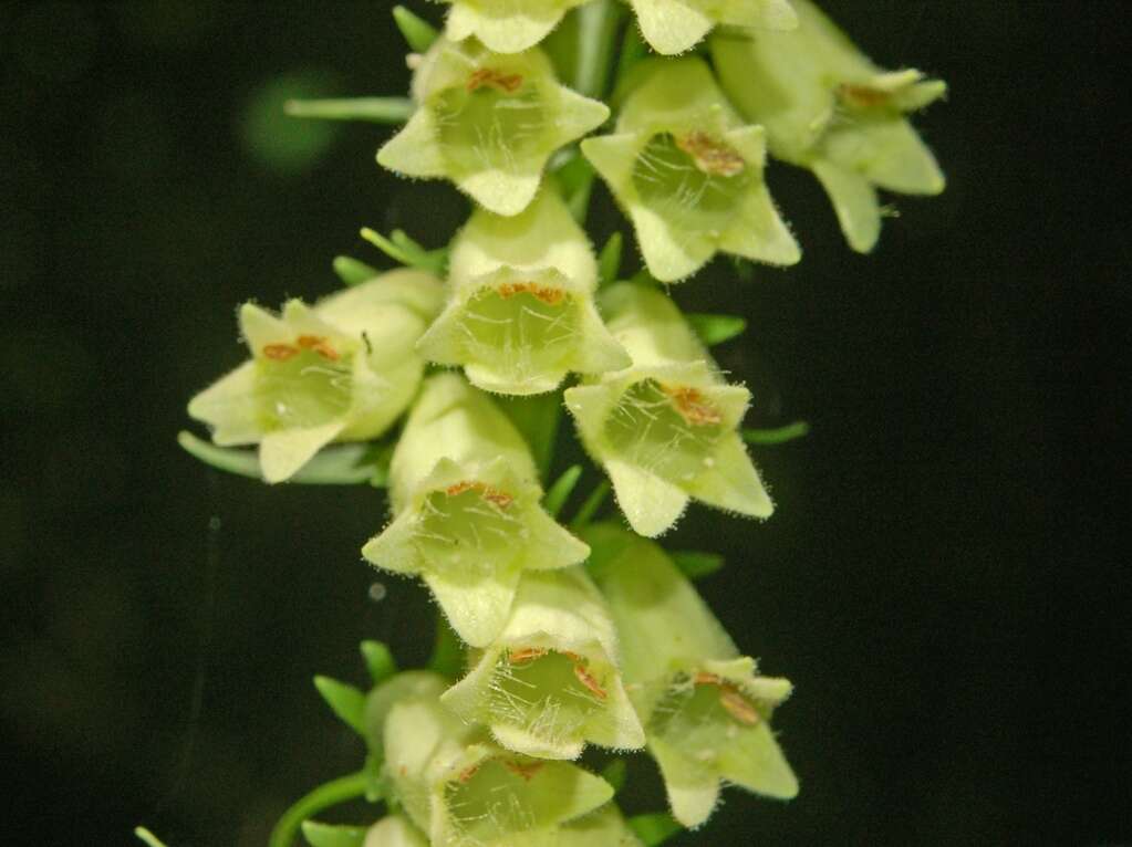 Imagem de Digitalis lutea L.