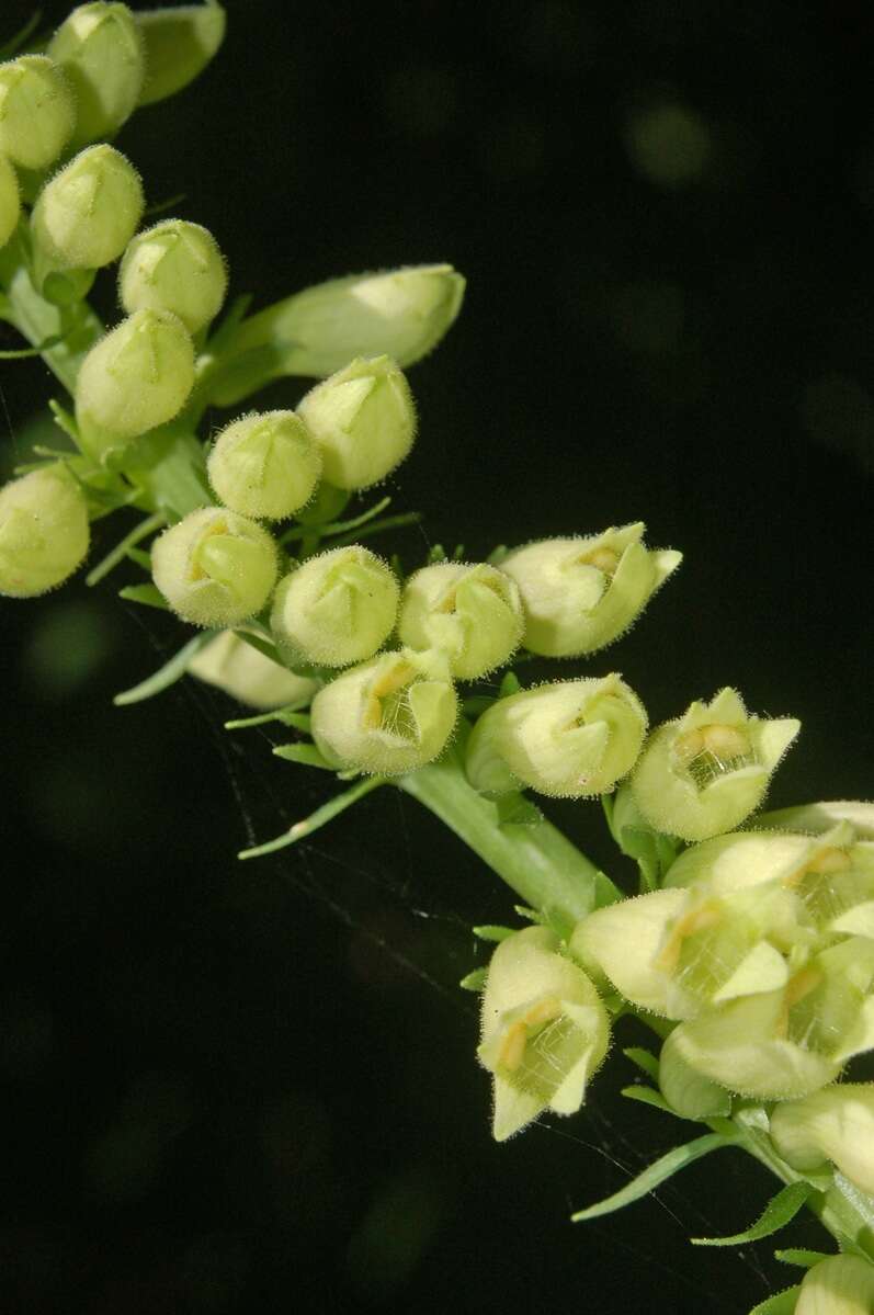 Imagem de Digitalis lutea L.