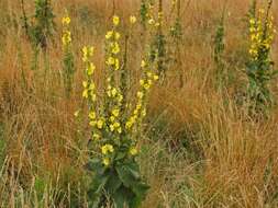 Image of Great Mullein