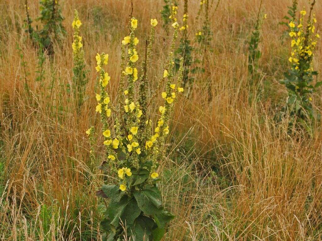 Image of Great Mullein