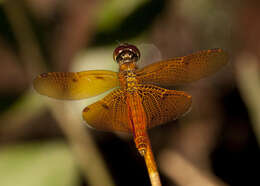 Слика од Perithemis cornelia Ris 1910