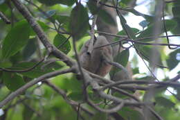 Image of silky anteaters