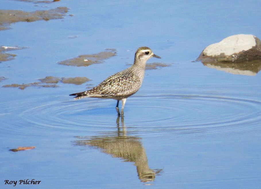 Image of American Golden Plover