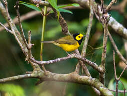 Image of Hooded Warbler