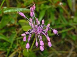 Image of Allium carinatum L.