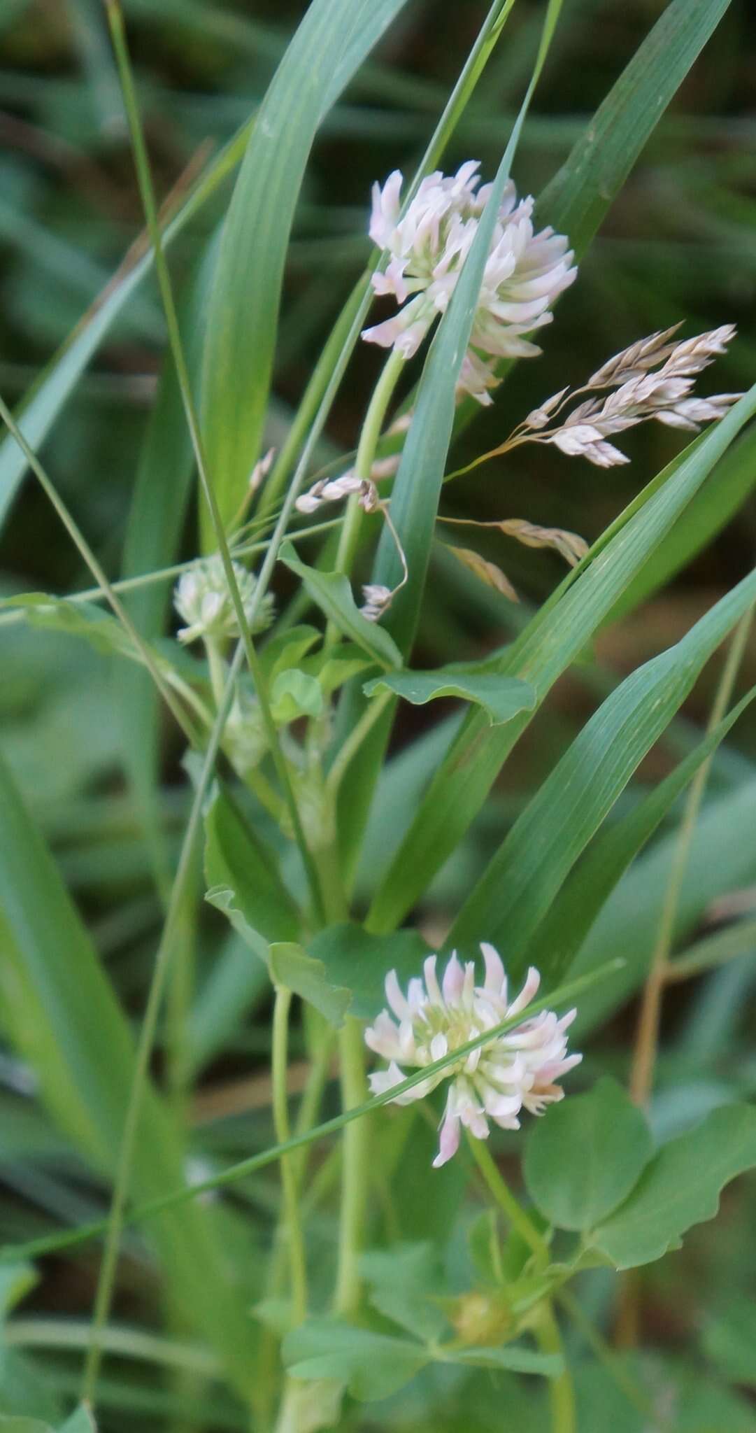 Image of alsike clover