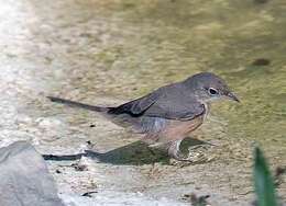 Image of Moltoni's Warbler