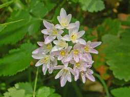 Image of Allium roseum L.