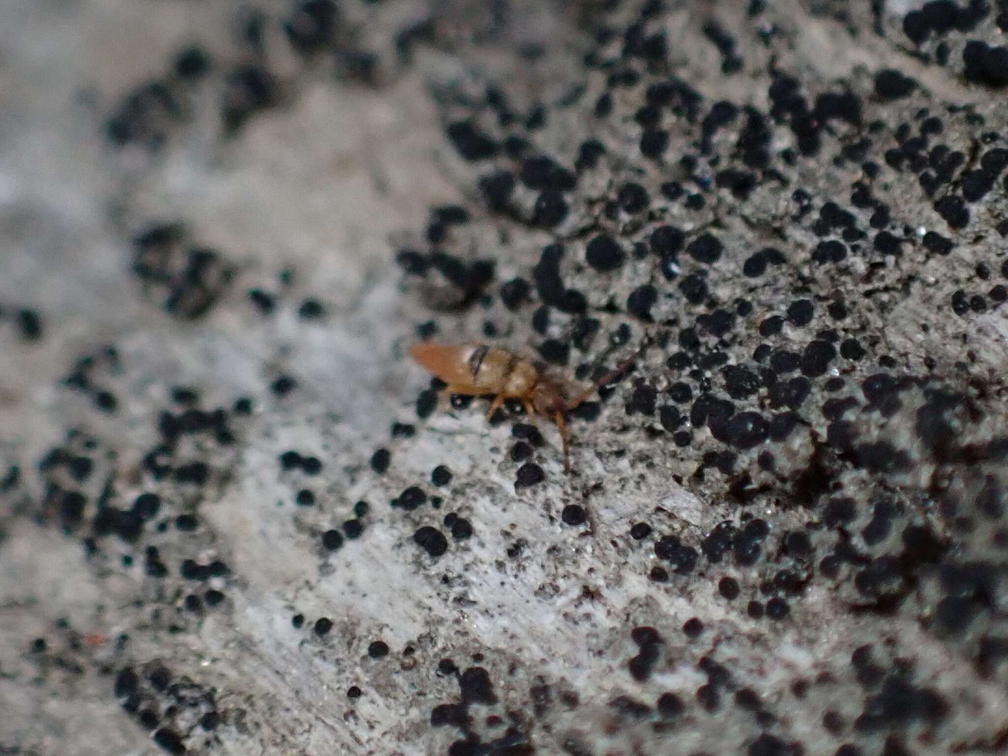 Image of Springtail