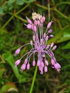 Image of Allium carinatum L.