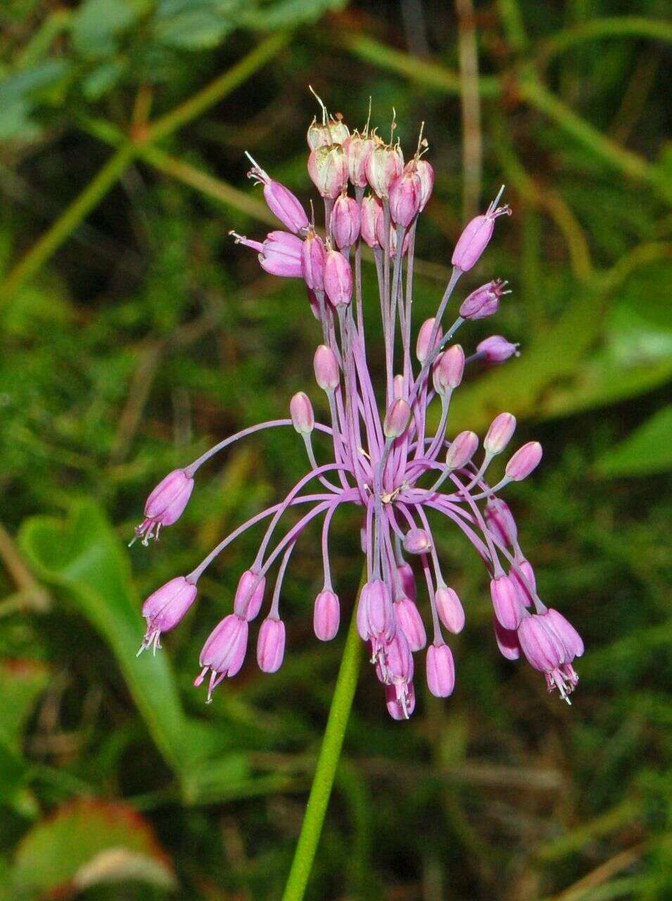 Image of Allium carinatum L.