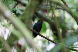 Image of Rufous-gaped Hillstar