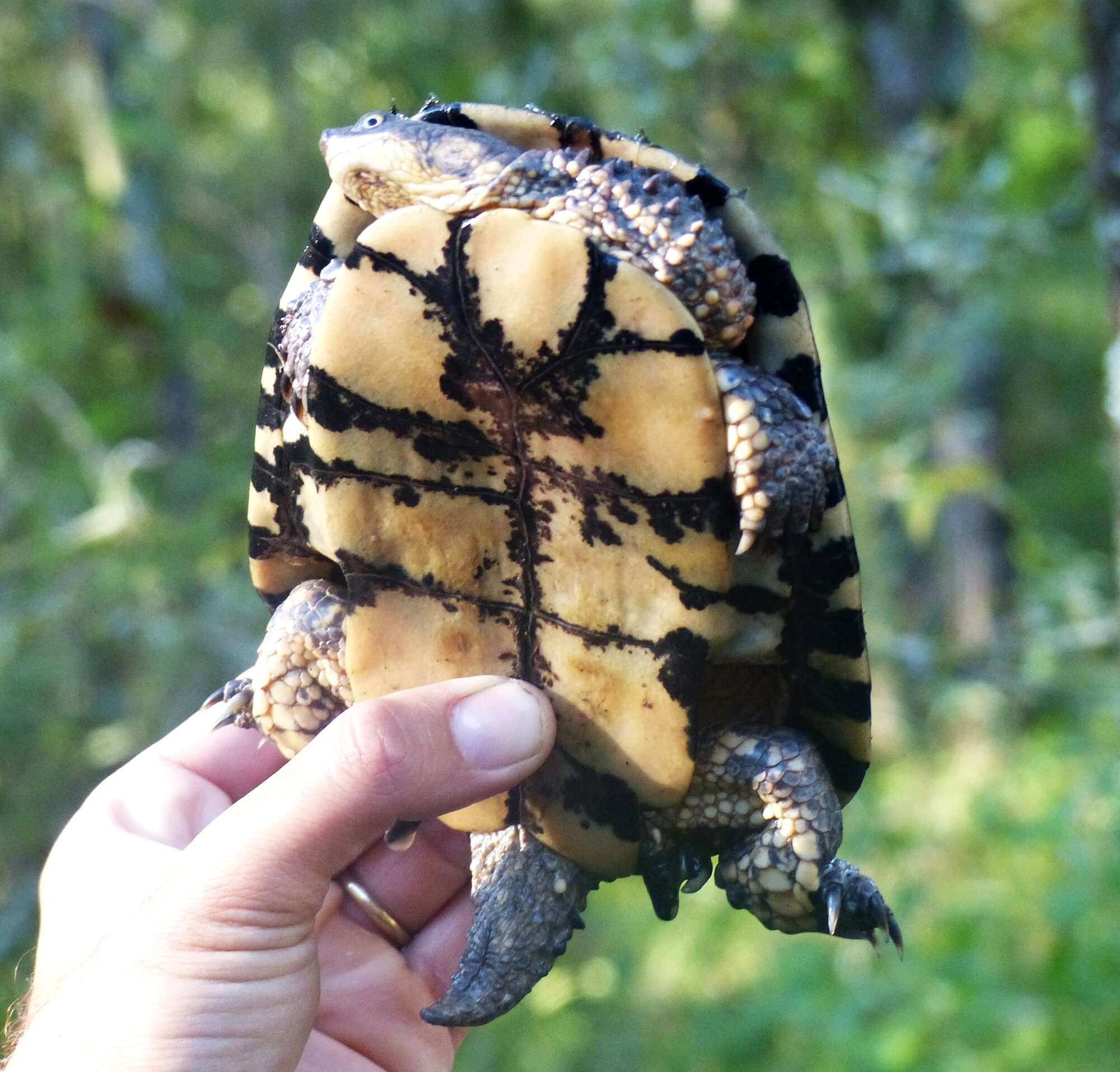 Imagem de Acanthochelys pallidipectoris (Freiberg 1945)