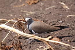 Plancia ëd Vanellus melanopterus (Cretzschmar 1829)