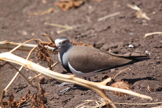 Image of Black-winged Lapwing