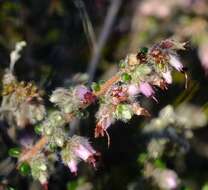 Image of Erica radicans (L. Guthrie) E. G. H. Oliver