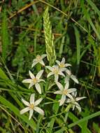 Image of Ornithogalum narbonense L.