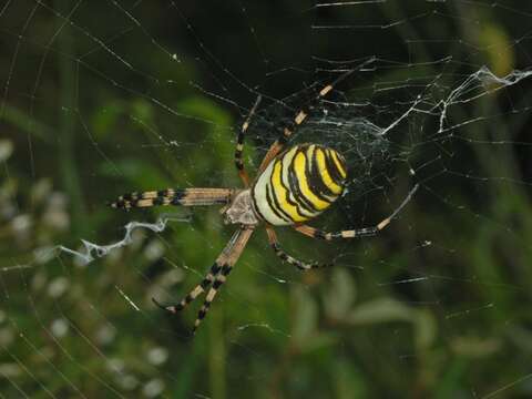 Image of Barbary Spider