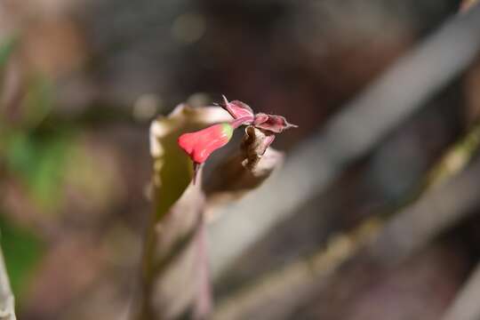 Sivun Euphorbia calcarata (Schltdl.) V. W. Steinm. kuva