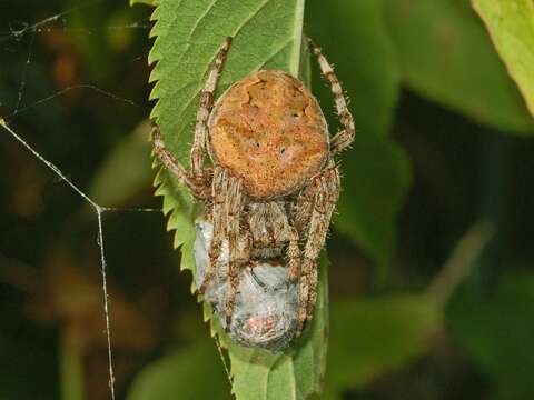 Image of Araneus angulatus Clerck 1757