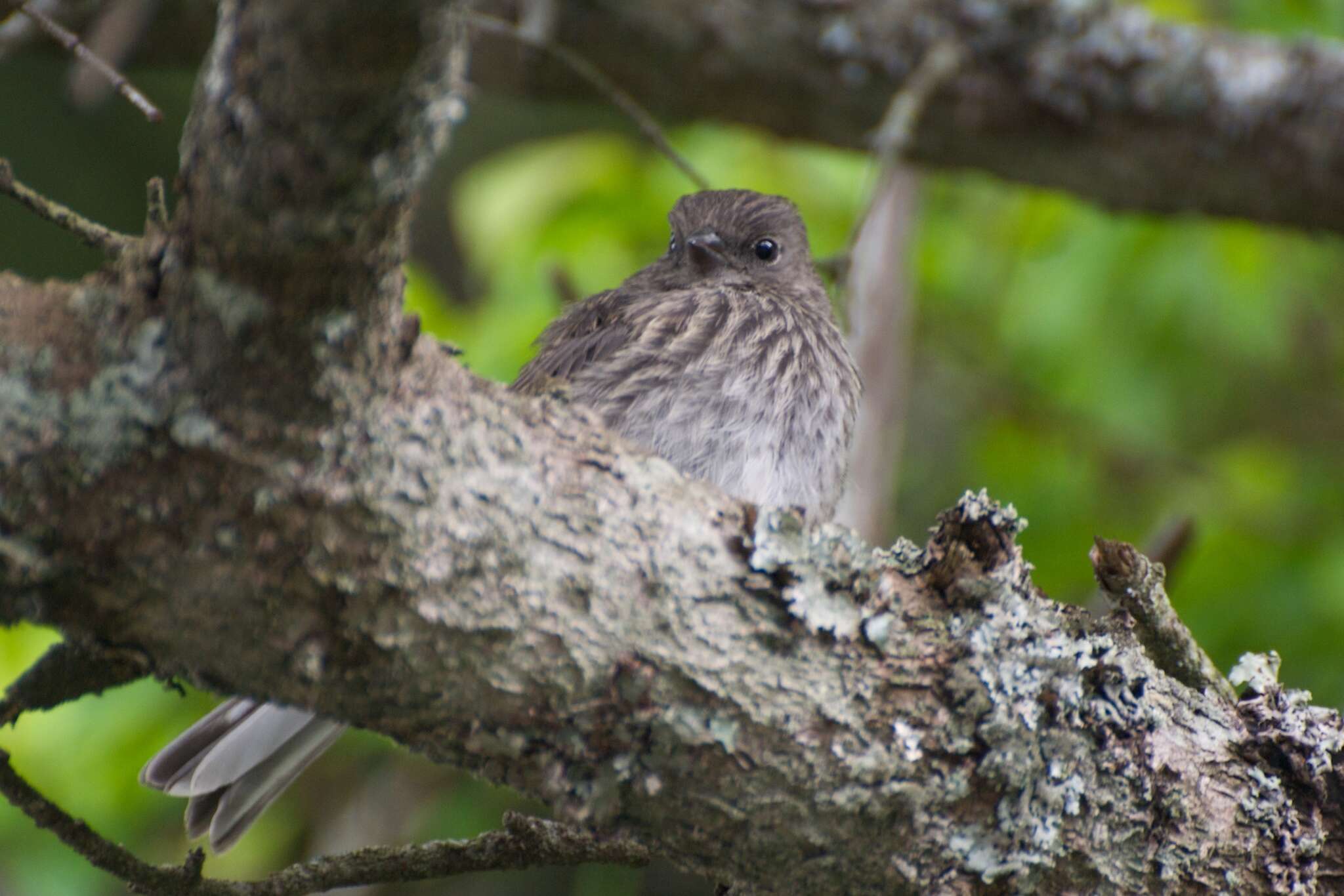 Image of Junco hyemalis carolinensis Brewster 1886