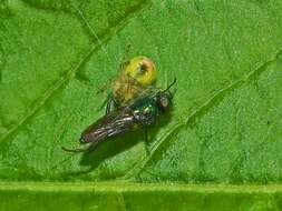 Image of Cucumber green spider