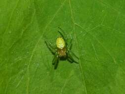 Image of Cucumber green spider